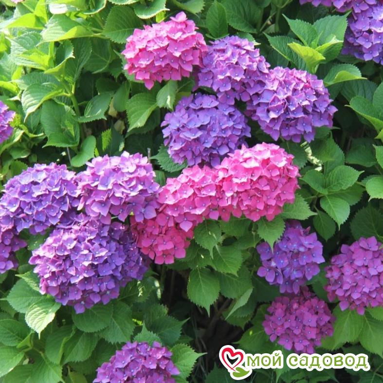 Гортензия крупнолистовая Гамбург ЗКС