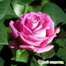 Роза чайно-гибридная Аква в Котельникие