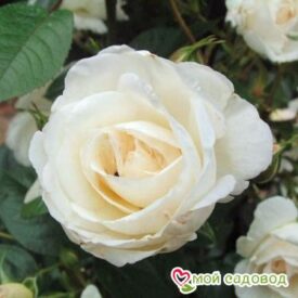 Роза Спрей белый в Котельникие