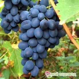 Ароматный и сладкий виноград “Августа” в Котельникие