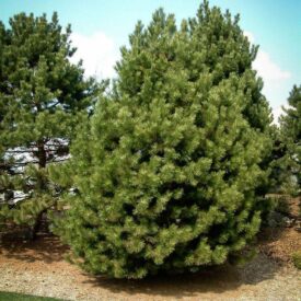 Сосна Чёрная (Pinus Nigra) в Котельникие