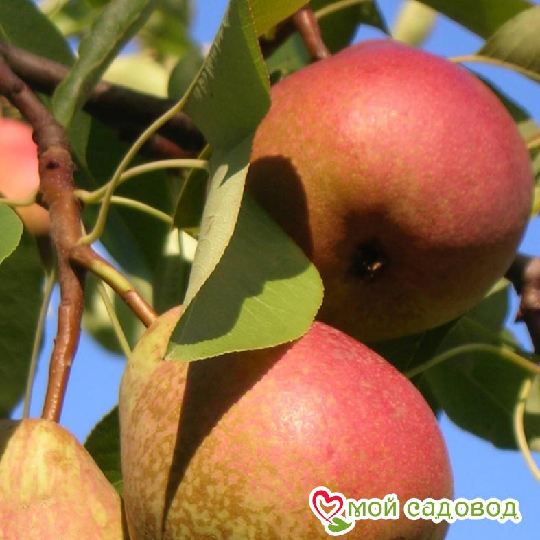 Груша Краснобокая