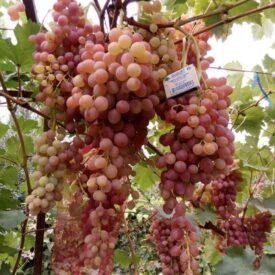 Виноград Лучистый в Котельникие