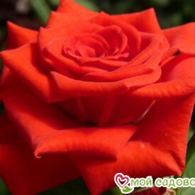 Роза чайно-гибридная Корвет в Котельникие