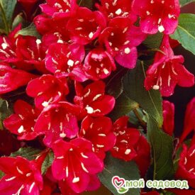 Вейгела цветущая “Ред Принц” в Котельникие