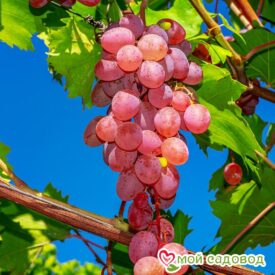 Виноград Лидия (Розовая Изабелла) в Котельникие