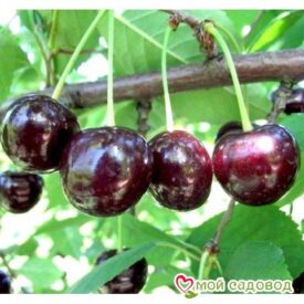 Саженцы вишни – Чудо-вишня в Котельникие