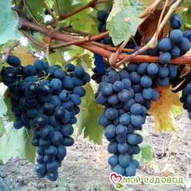 Виноград Молдова в Котельникие