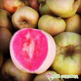 Яблоня Розовый жемчуг в Котельникие