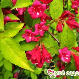 Вейгела цветущая “Рубидор” в Котельникие