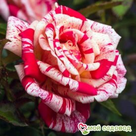 Роза чайно-гибридная Папагено в Котельникие