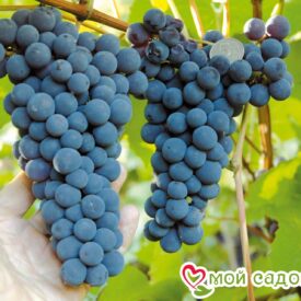 Виноград Амурский синий в Котельникие