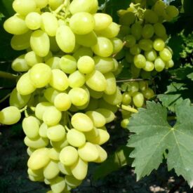 Виноград Осенний крупноплодный в Котельникие