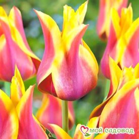 Тюльпан лилиецветный Баллада Дрим в Котельникие