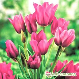 Тюльпан многоцветковый Пурпл Букет в Котельникие