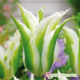 Тюльпан зеленоцветный Уайт Спринг Грин в Котельникие