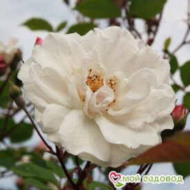 Роза Белый каскад в Котельникие