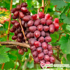 Виноград Виктория винная в Котельникие
