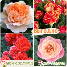 Комплект роз! Роза плетистая, спрей, чайн-гибридная и Английская роза в одном комплекте в Котельникие
