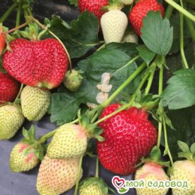 Клубника Румба (ранняя ягода) в Котельникие