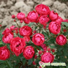 Роза полиантовая Морздаг Ред (Morsdag Red) в Котельникие