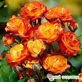 Роза полиантовая Румба (Rumba) в Котельникие