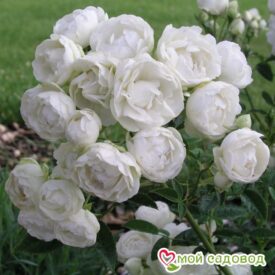 Роза полиантовая Морздаг Уайт (Morsdag White) в Котельникие
