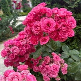 Роза Спрей розовый в Котельникие