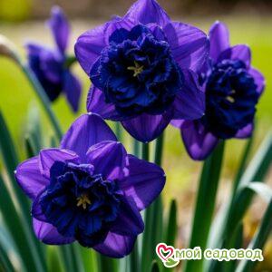 Нарцисс Арт Нуво